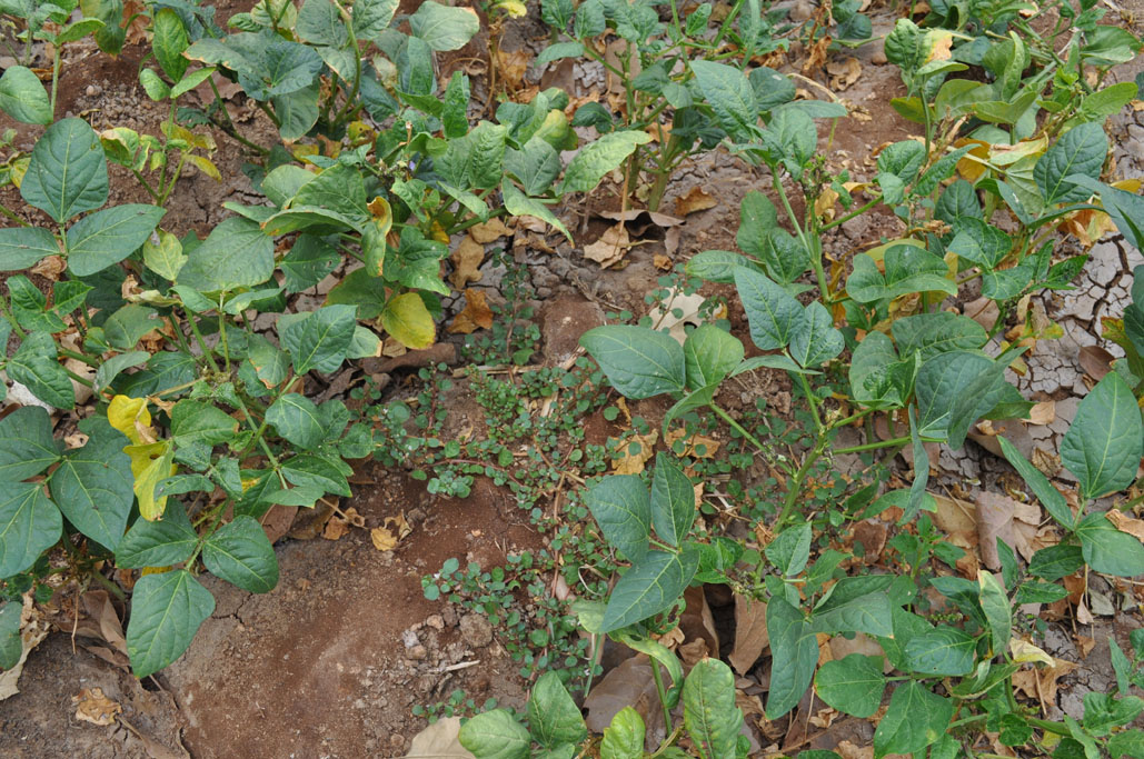 Trianthema portulacastrum
